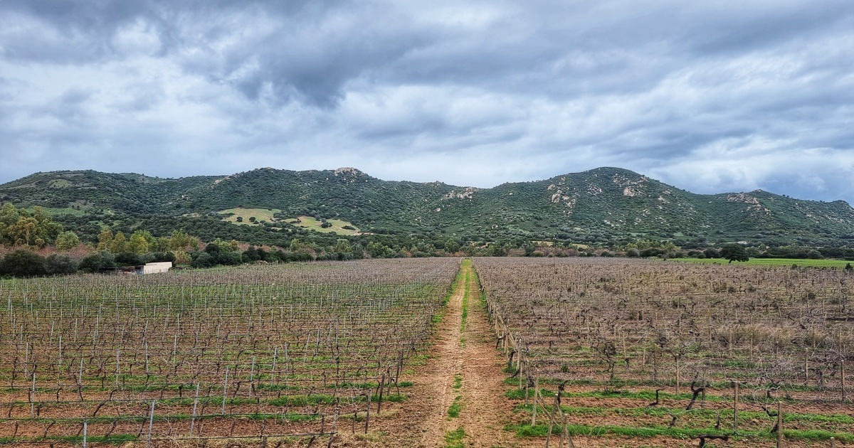 https://www.altreguesthouse.com/wp-content/uploads/2022/12/Vini-Mura-Copertina.jpeg